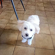 Abby participe au concours pour gagner de l'argent avec cette photo : dog, puppy, small_dog, white_fur, tiled_floor, looking_up, indoor, chair, fireplace, basket, crate, home_interior, pet_collar, paws, cute, fluffy, portrait, pet, floor_tile, attentive