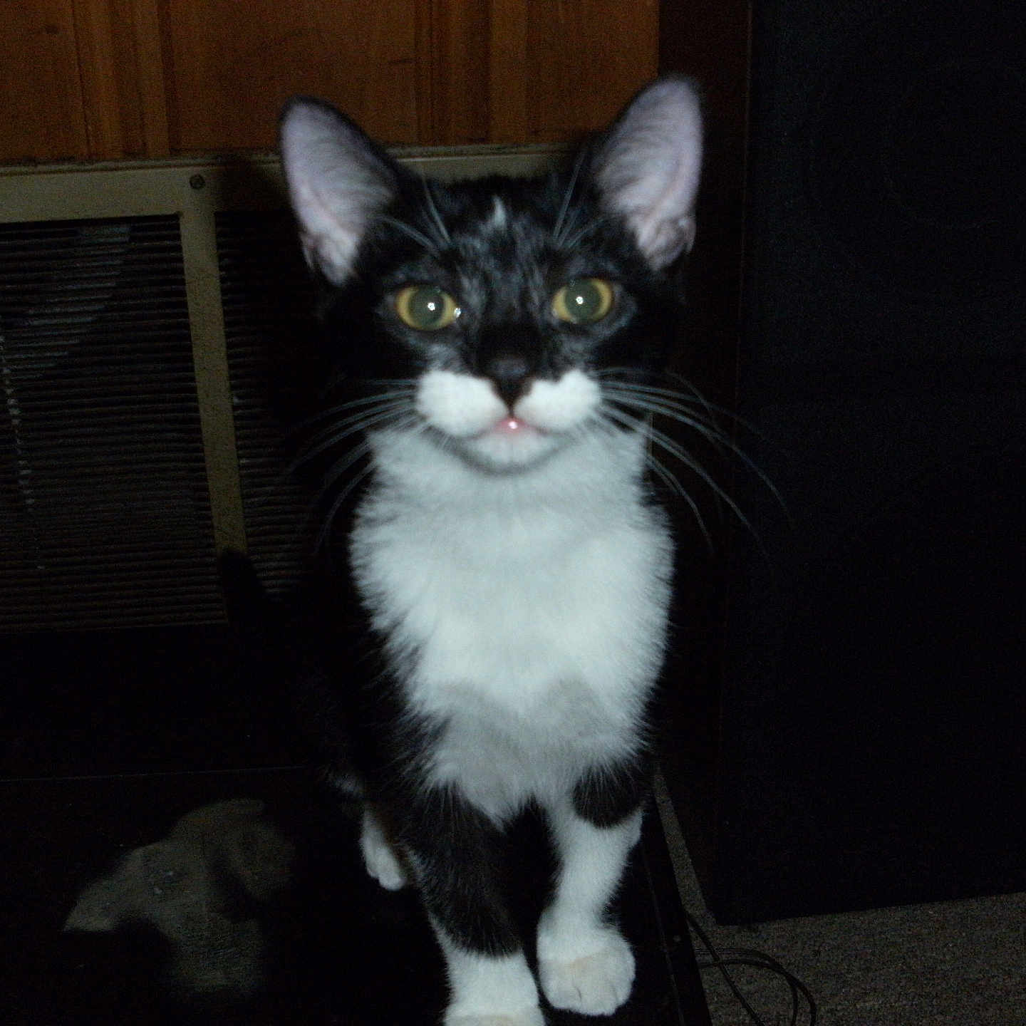 Annie is registered to the contest to win money with this photo: abyssinian, accessories, airconditioner, animal, appliance, blackcat, cat, curtain, device, electricaldevice, electronics, homedecor, indoors, kitten, manx, pet, siamese, speaker, strap, wood