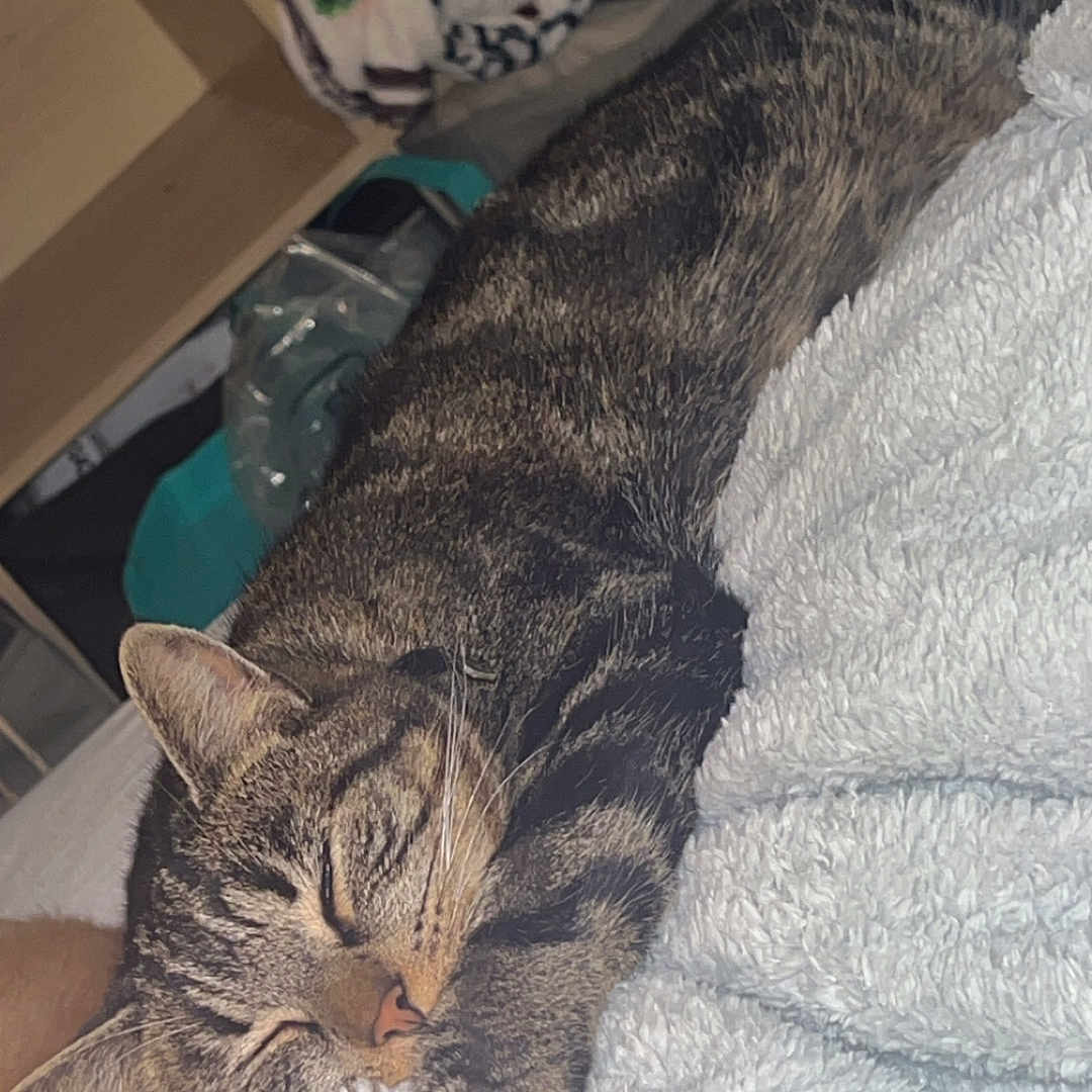 Gribouille a rejoint le concours — aidez-le/la à gagner de superbes lots ! abyssinian, animal, bed, bedroom, blanket, cat, closet, couch, drawer, face, furniture, head, homedecor, indoors, linen, manx, person, pet, room, sleeping