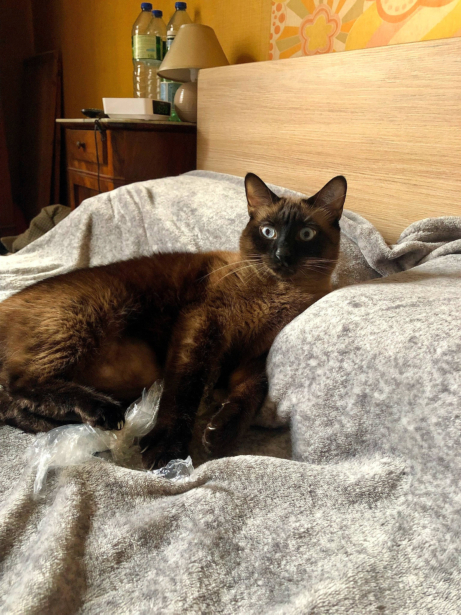 Moka participe au concours pour gagner de l'argent avec cette photo : black_cat, bombay, brown, carnivore, cat, comfort, domestic_short_haired_cat, fawn, felidae, flooring, fur, grey, havana_brown, liver, room, small_to_medium_sized_cats, tail, terrestrial_animal, thai, whiskers