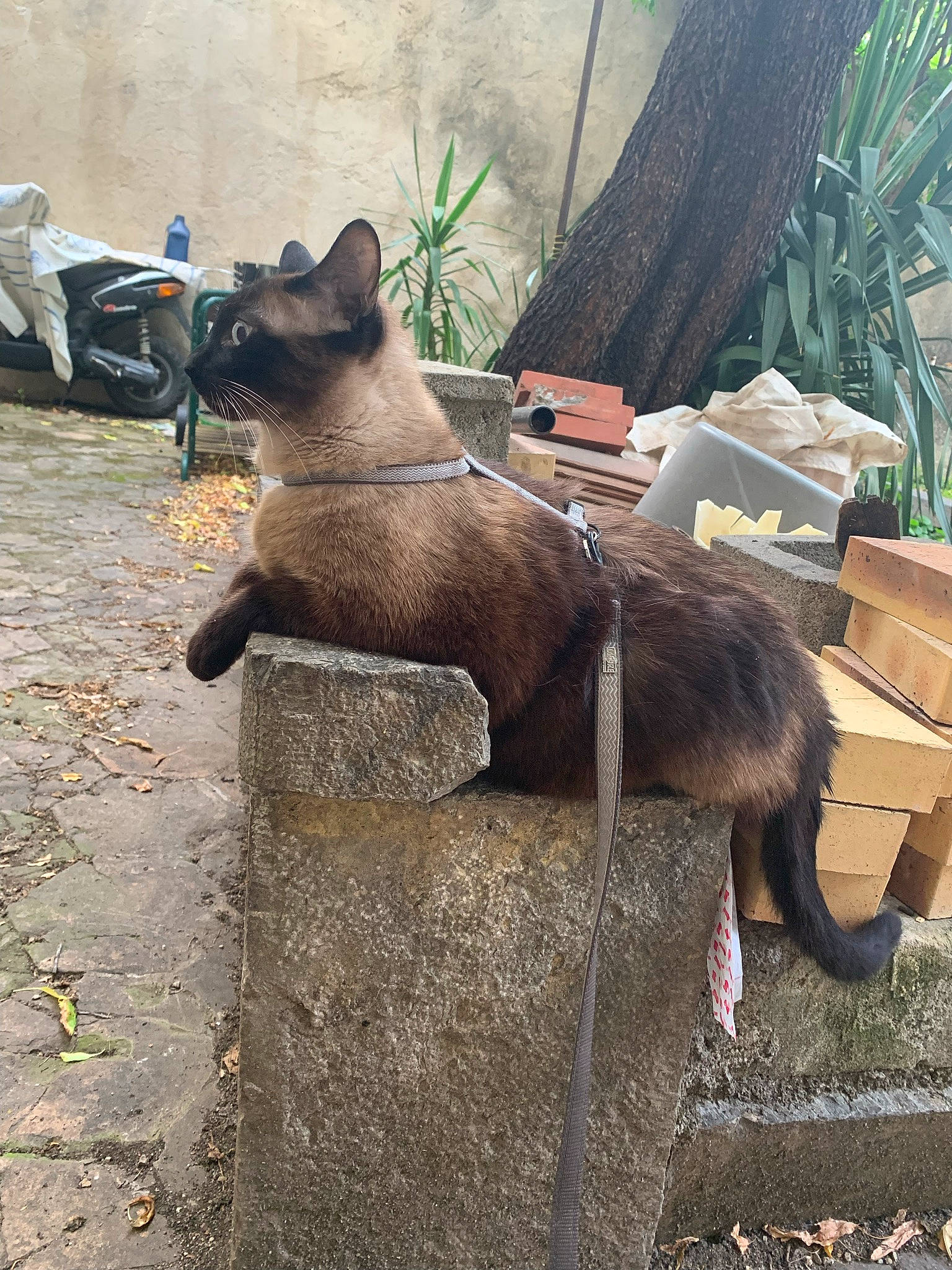 Moka participe au concours pour gagner de l'argent avec cette photo : art, carnivore, cat, dog_breed, domestic_short_haired_cat, fawn, felidae, fur, grey, liver, plant, road_surface, small_to_medium_sized_cats, snout, tail, terrestrial_animal, tree, trunk, whiskers, wood