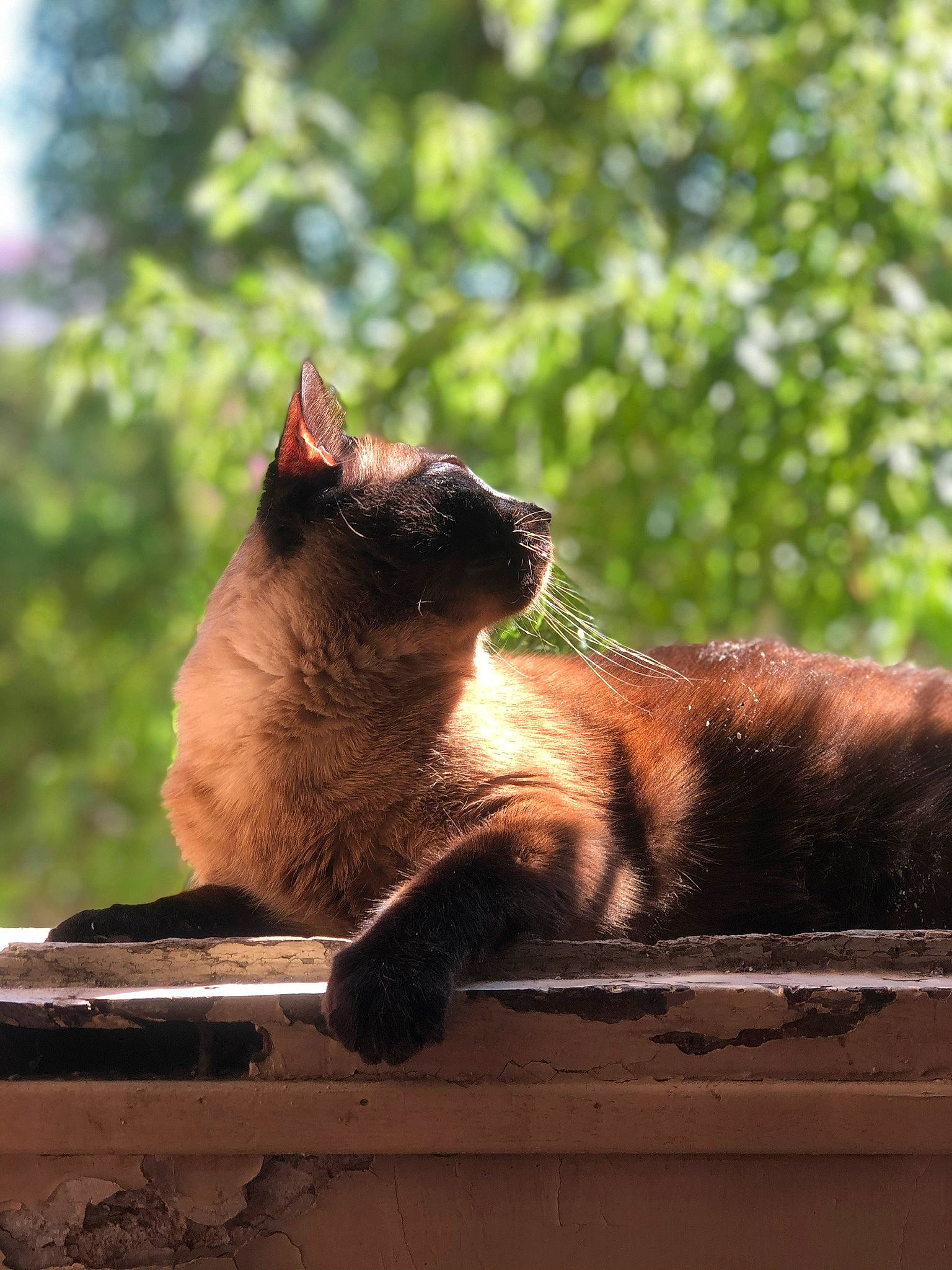 Moka a rejoint le concours — aidez-le/la à gagner de superbes lots ! brown, carnivore, cat, domestic_short_haired_cat, fawn, felidae, fur, grass, plant, siamese, small_to_medium_sized_cats, snout, sunlight, tail, tints_and_shades, tree, vertebrate, whiskers, window, wood