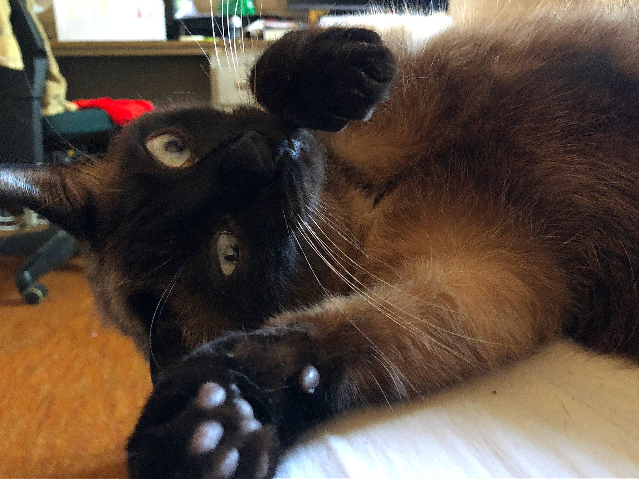 Moka participe au concours pour gagner de l'argent avec cette photo : black_cat, bombay, canidae, carnivore, cat, claw, comfort, dog_breed, domestic_short_haired_cat, ear, felidae, foot, fur, hardwood, paw, small_to_medium_sized_cats, snout, sporting_group, tail, whiskers