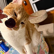 Crash joined the competition — help win amazing prizes! cat, orange_cat, white_cat, cherry, hand, tablecloth, indoor, cat_tree, curious, pet, feline, closeup, whiskers, animal, domestic_cat, sniffing, table, can, colorful, background