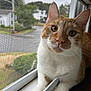 animal, cat, closeup, curious, daylight, domestic_animal, ears, face, feline, fur, ginger_cat, house, indoor, looking_at_camera, pet, resting, whiskers, white_cat, window_screen, windowsill