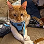 Crash is registered to the contest to win money with this photo: cat, orange_cat, white_cat, pet, harness, blue_harness, paws, couch, blanket, remote_control, indoor, cozy, furniture, domestic_animal, whiskers, tail, closeup, animal, resting, curious