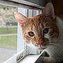 Crash is registered to the contest to win money with this photo: cat, orange_cat, white_cat, window, window_screen, whiskers, pet, animal, indoor, close_up, curious, feline, face, ears, nose, eyes, fur, daylight, home, looking