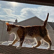 Peyton joined the competition — help win amazing prizes! animal, backyard, cat, clouds, daytime, domestic, fence, fur, house, mammal, outdoor, pet, side_view, sky, sunlight, tail, walking, whiskers, wicker, window