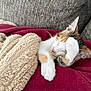 Peyton is registered to the contest to win money with this photo: beige, blanket, calico, cat, closed_eyes, cozy, cushion, cute, ears, feline, fur, indoor, kitten, paws, pet, red, relaxing, resting, sleeping, soft