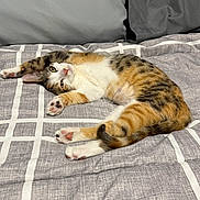 Peyton joined the competition — help win amazing prizes! cat, calico_cat, pet, bed, blanket, indoor, relaxed, paws, fur, striped, white, orange, black, sleepy, cute, animal, domestic, cozy, resting, feline