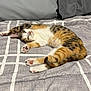 cat, calico_cat, pet, bed, blanket, indoor, relaxed, paws, fur, striped, white, orange, black, sleepy, cute, animal, domestic, cozy, resting, feline