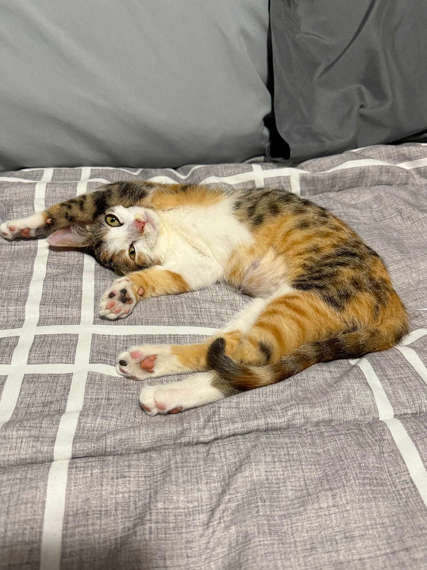 Peyton joined the competition — help win amazing prizes! cat, calico_cat, pet, bed, blanket, indoor, relaxed, paws, fur, striped, white, orange, black, sleepy, cute, animal, domestic, cozy, resting, feline