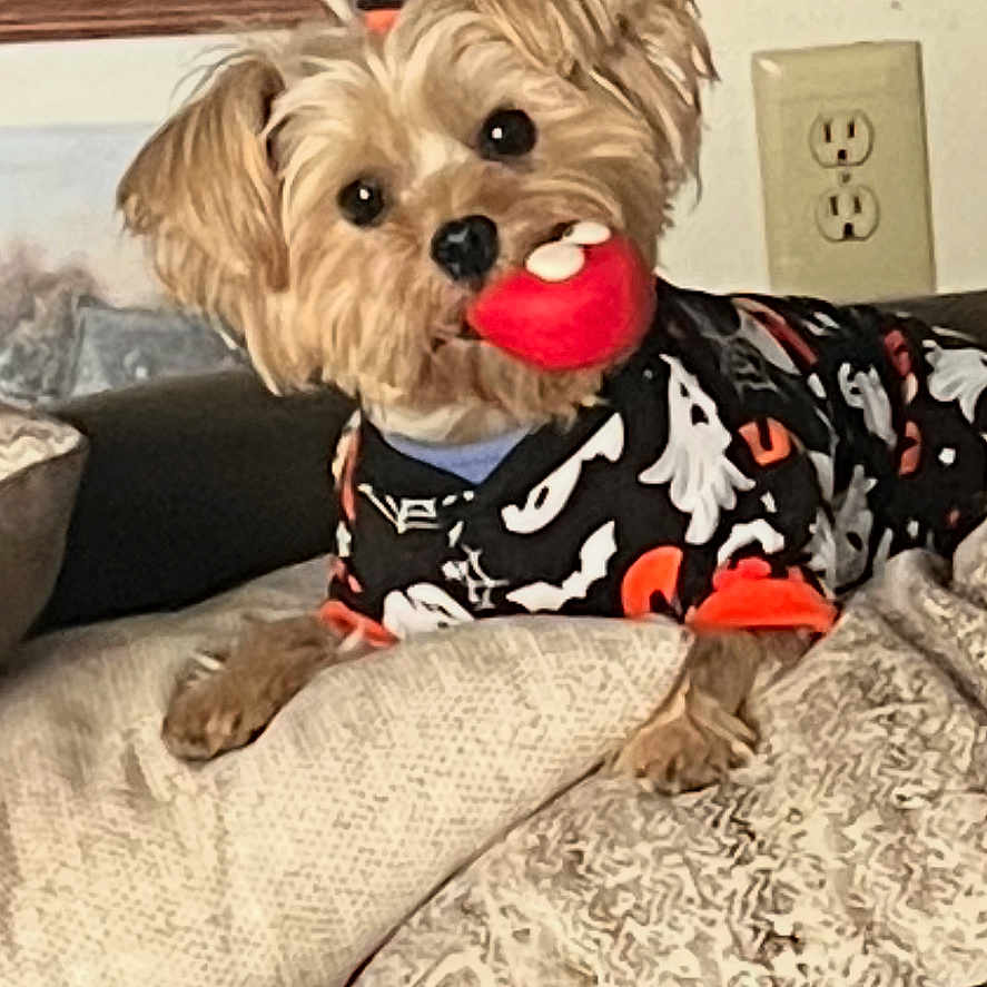 Sadie joined the competition — help win amazing prizes! animal, brown_fur, companion, costume, couch, cute, dog, fur, halloween, home, indoor, looking, pet, pillow, playing, plush_toy, relaxed, small_dog, toy, wearing_clothes
