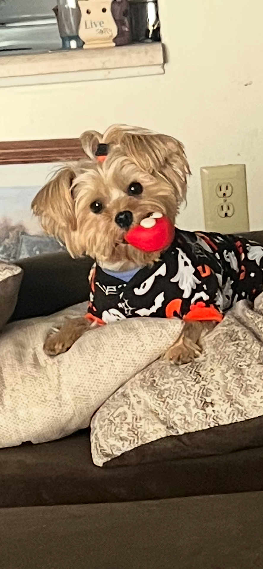 Sadie joined the competition — help win amazing prizes! dog, small_dog, toy, couch, pillow, pet, indoor, cute, costume, halloween, plush_toy, fur, animal, brown_fur, looking, playing, home, relaxed, wearing_clothes, companion