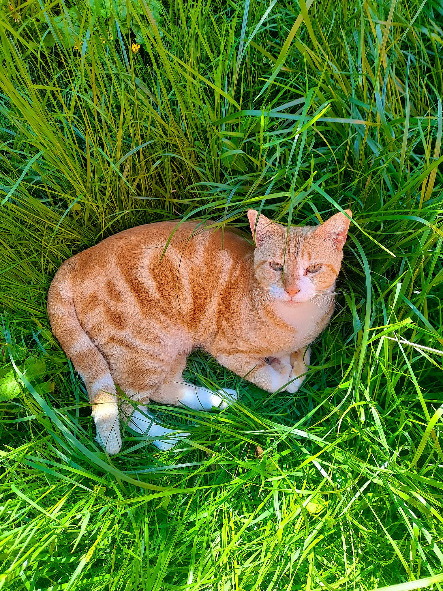Caramel participe au concours pour gagner de l'argent avec cette photo : art, carnivore, cat, domestic_short_haired_cat, fawn, felidae, fur, grass, grass_family, grassland, groundcover, herb, plant, small_to_medium_sized_cats, snout, tail, terrestrial_animal, whiskers, wildlife, wood