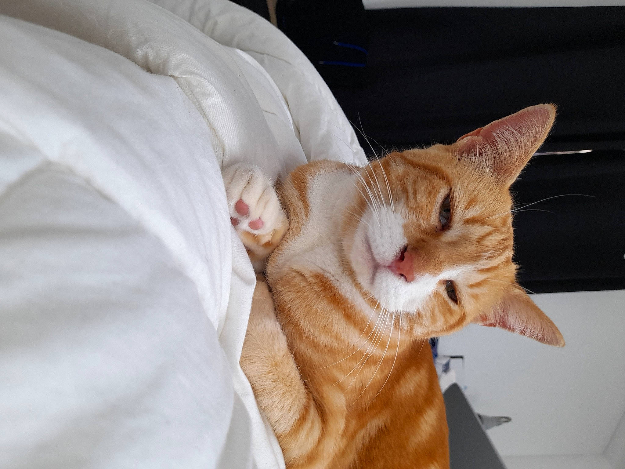 Caramel participe au concours pour gagner de l'argent avec cette photo : bed, carnivore, cat, claw, comfort, couch, domestic_short_haired_cat, ear, fawn, felidae, fur, linens, nap, paw, small_to_medium_sized_cats, snout, tail, whiskers, window, wood