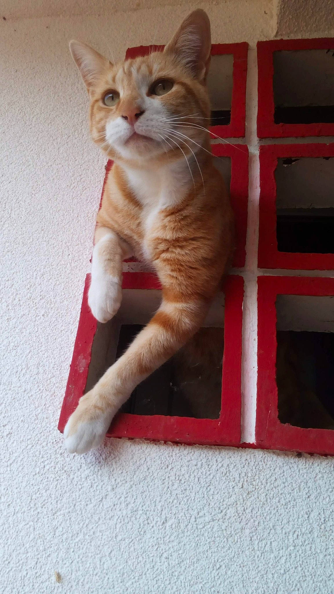 Caramel a rejoint le concours — aidez-le/la à gagner de superbes lots ! carnivore, cat, claw, domestic_short_haired_cat, fawn, felidae, foot, fur, human_leg, paw, rectangle, sitting, small_to_medium_sized_cats, snout, tail, whiskers