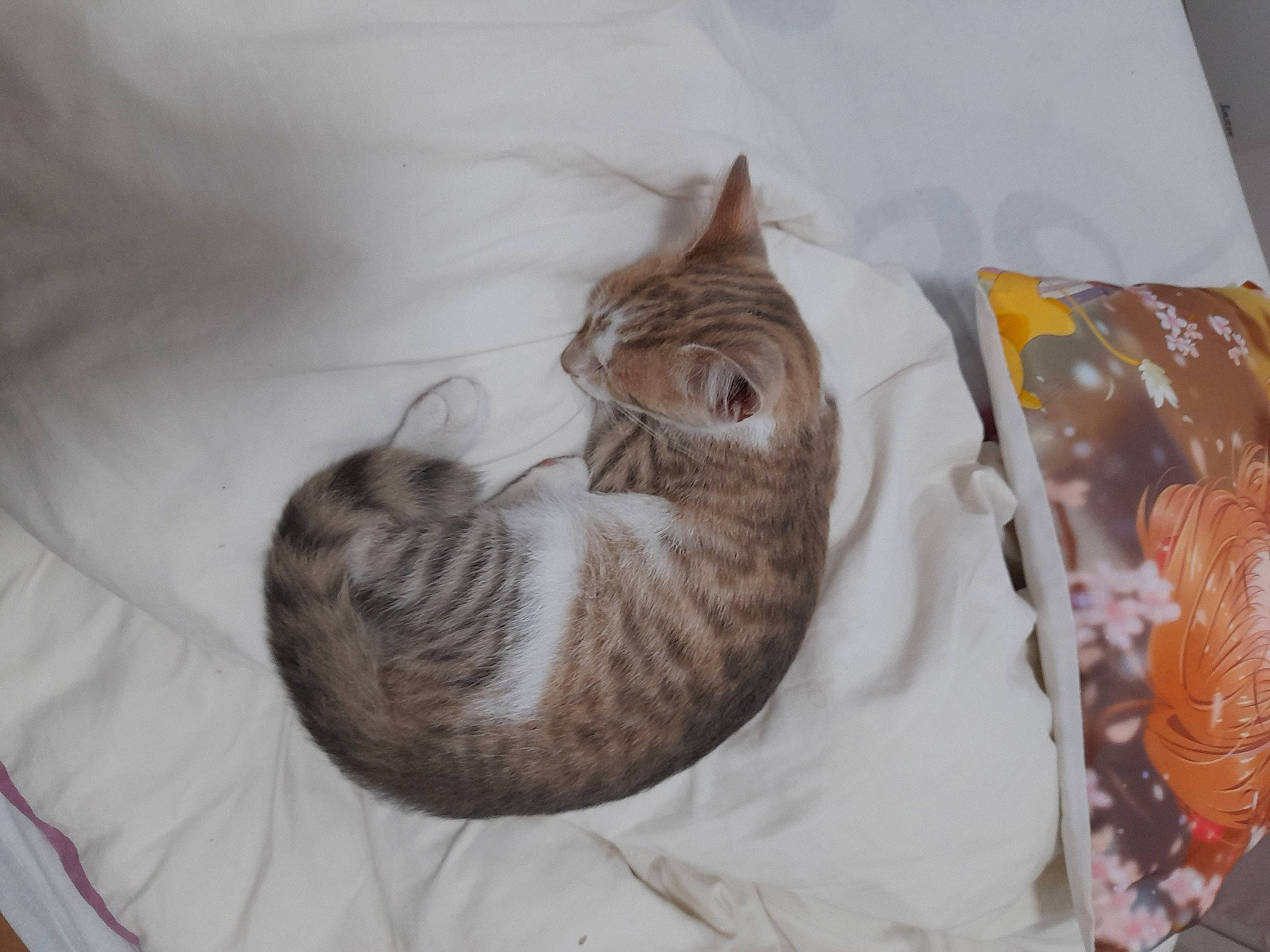 Daijin a rejoint le concours — aidez-le/la à gagner de superbes lots ! bag, bed, bedding, carnivore, cat, cat_bed, cat_supply, comfort, domestic_short_haired_cat, fawn, felidae, fur, grey, linens, paw, small_to_medium_sized_cats, tail, textile, whiskers, wood