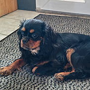 Arya participe au concours pour gagner de l'argent avec cette photo : dog, black, brown, lying_down, carpet, indoor, pet, fur, cute, small_dog, canine, resting, animal, domestic, floor, door, relaxed, long_ears, companion, home