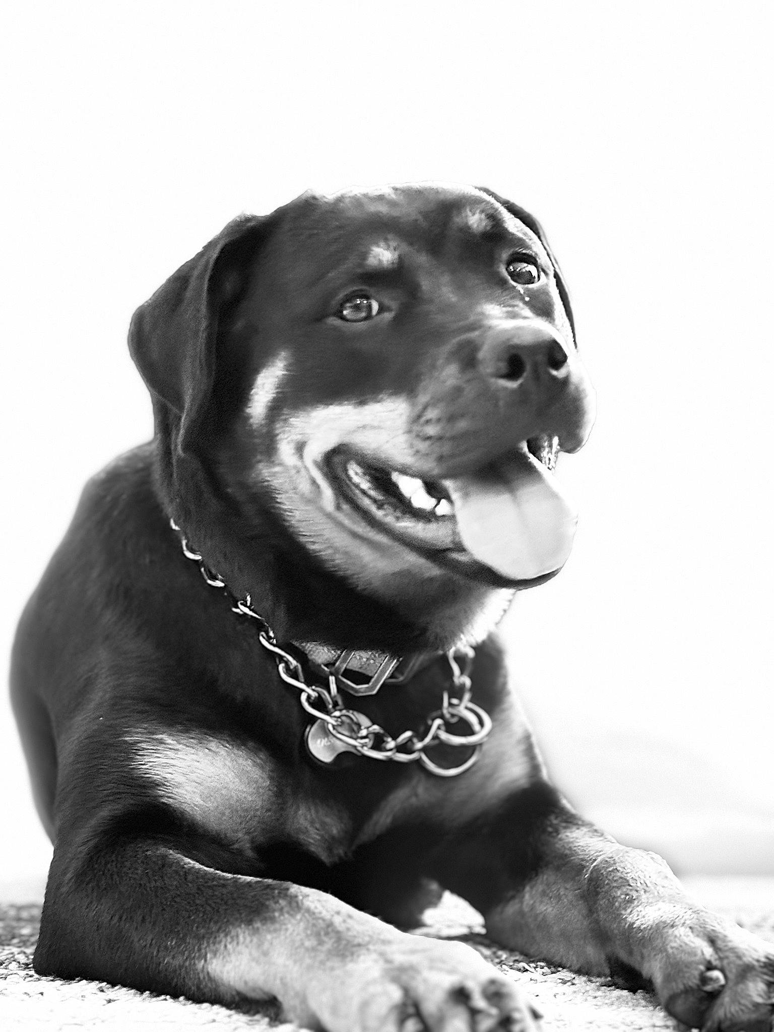 Harley Quinn joined the competition — help win amazing prizes! canidae, carnivore, collar, companion_dog, dog, dog_breed, dog_collar, fur, leash, liver, monochrome, monochrome_photography, rottweiler, snout, sporting_group, stock_photography, style, whiskers, white, working_animal