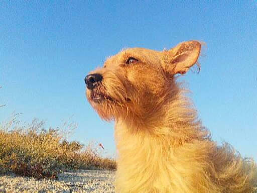 Laïka participe au concours pour gagner de l'argent avec cette photo : canidae, carnivore, companion_dog, dog, dog_breed, fur, grass, grassland, landscape, liver, plant, sky, snout, soil, sporting_group, terrestrial_animal, terrier, wildlife, working_animal, working_terrier