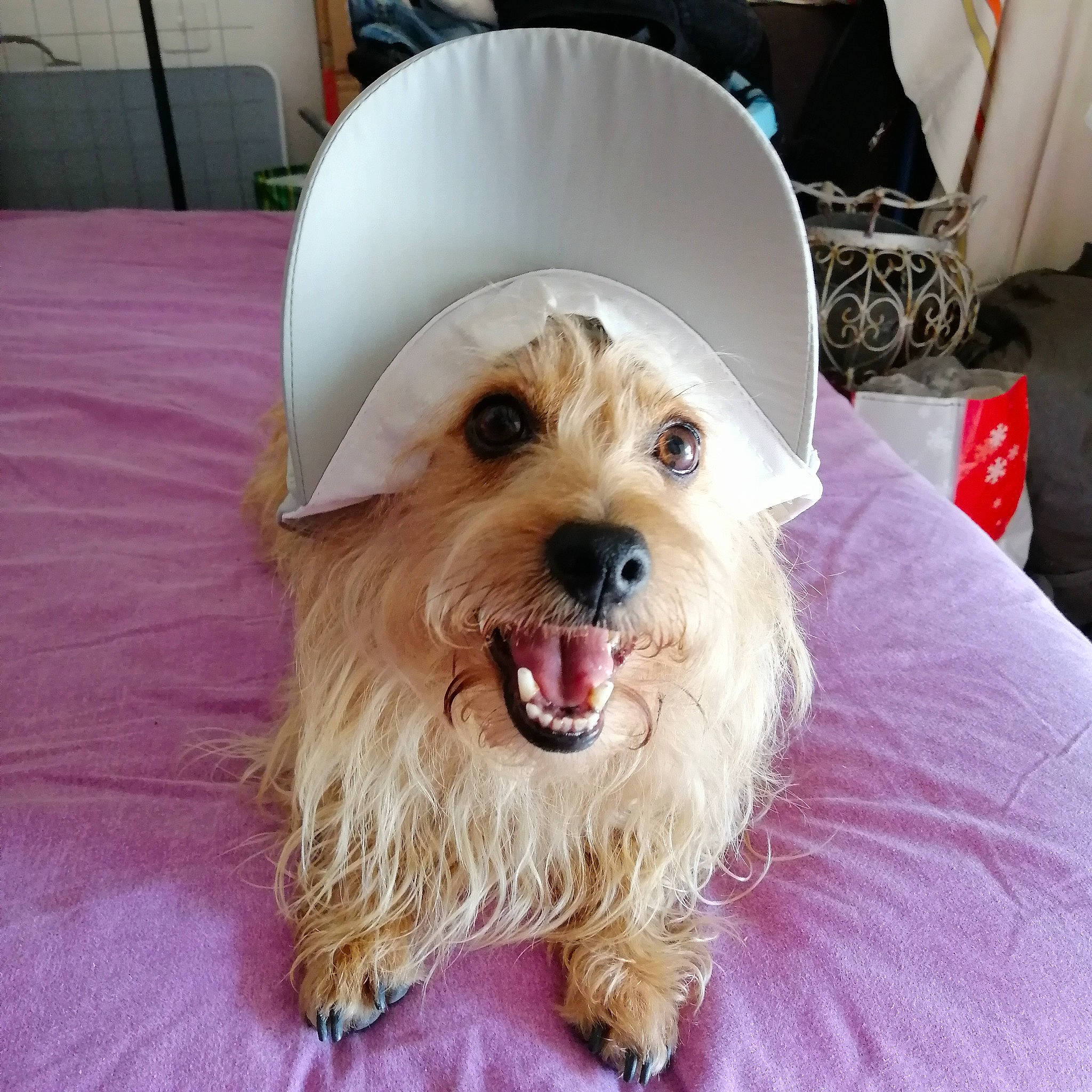 Laïka a rejoint le concours — aidez-le/la à gagner de superbes lots ! canidae, carnivore, chair, collar, companion_dog, dog, dog_breed, dog_collar, dog_supply, fang, fur, jaw, maltepoo, small_terrier, snout, sporting_group, terrier, toy_dog, whiskers, working_animal