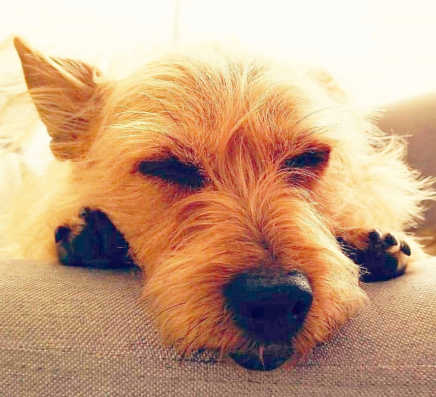 Laïka participe au concours pour gagner de l'argent avec cette photo : canidae, carnivore, companion_dog, dog, dog_breed, ear, eye, fawn, fur, heat, paw, puppy, small_terrier, snout, sporting_group, terrestrial_animal, terrier, working_animal, working_terrier