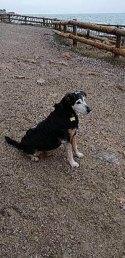 Snoopy participe au concours pour gagner de l'argent avec cette photo : asphalt, canidae, carnivore, companion_dog, dog, dog_breed, hunting_dog, leash, road_surface, shadow, sidewalk, snout, soil, sporting_group, street_dog, tail, terrestrial_animal, working_animal, working_dog