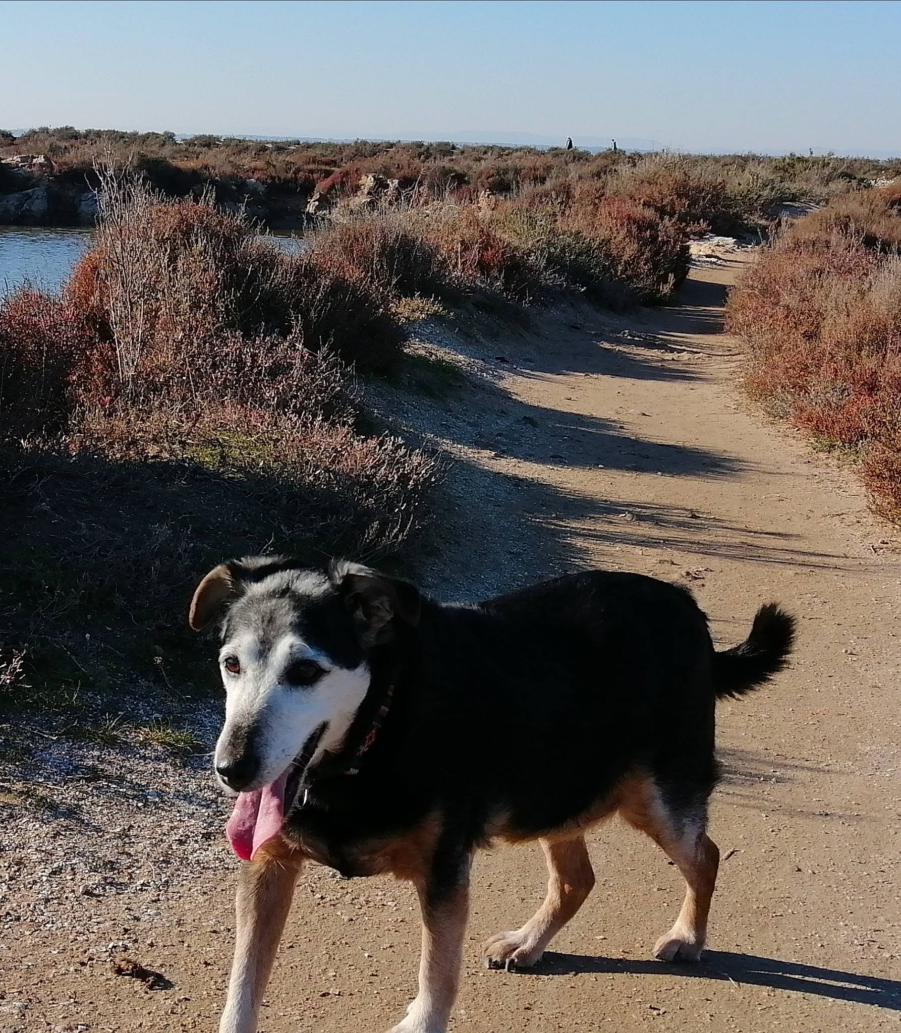Snoopy participe au concours pour gagner de l'argent avec cette photo : canidae, carnivore, collar, dog, dog_breed, grass, herding_dog, landscape, plant, recreation, road, sky, snout, soil, sporting_group, street_dog, water, wilderness, working_animal, working_dog