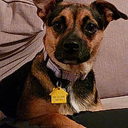 Cleo joined the competition — help win amazing prizes! dog, pet, collar, tag, couch, indoor, close_up, brown, black, beige, furniture, animal, ears, paw, looking, curious, portrait, domestic, canine, companion