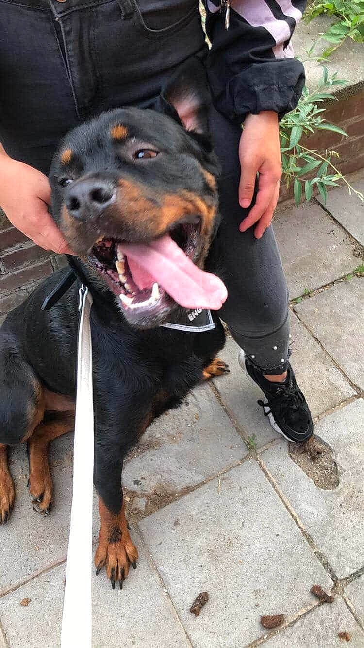 Kaïra participe au concours pour gagner de l'argent avec cette photo : canidae, carnivore, collar, companion_dog, dog, dog_breed, dog_collar, dog_supply, fawn, gesture, guard_dog, leash, paw, pet_supply, plant, rottweiler, snout, sporting_group, working_animal, working_dog