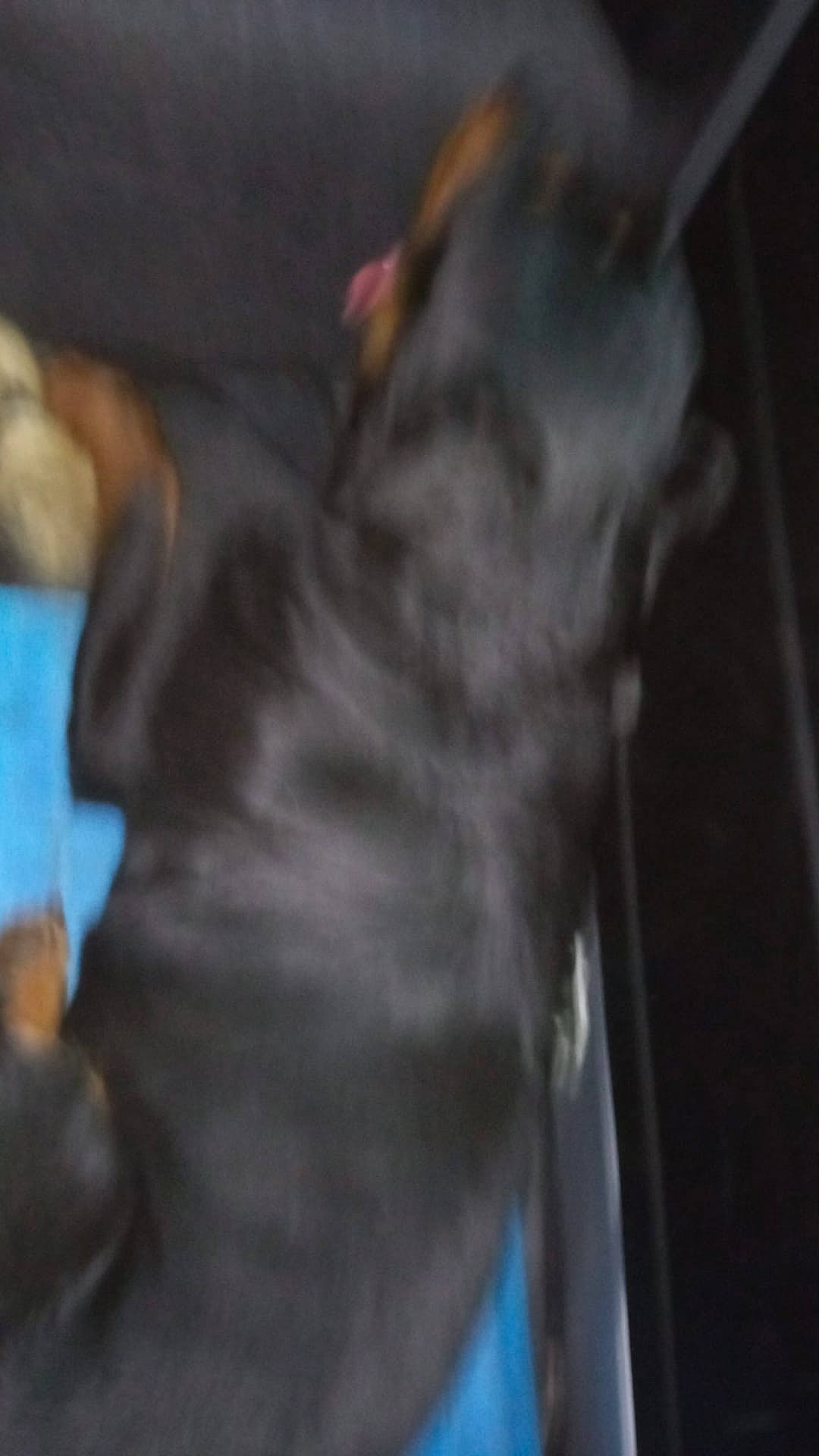 Kaïra a rejoint le concours — aidez-le/la à gagner de superbes lots ! black_cat, canidae, carnivore, comfort, companion_dog, dog_breed, domestic_short_haired_cat, ear, fawn, felidae, fur, gesture, guard_dog, nap, small_to_medium_sized_cats, snout, sporting_group, tail, whiskers, wildlife