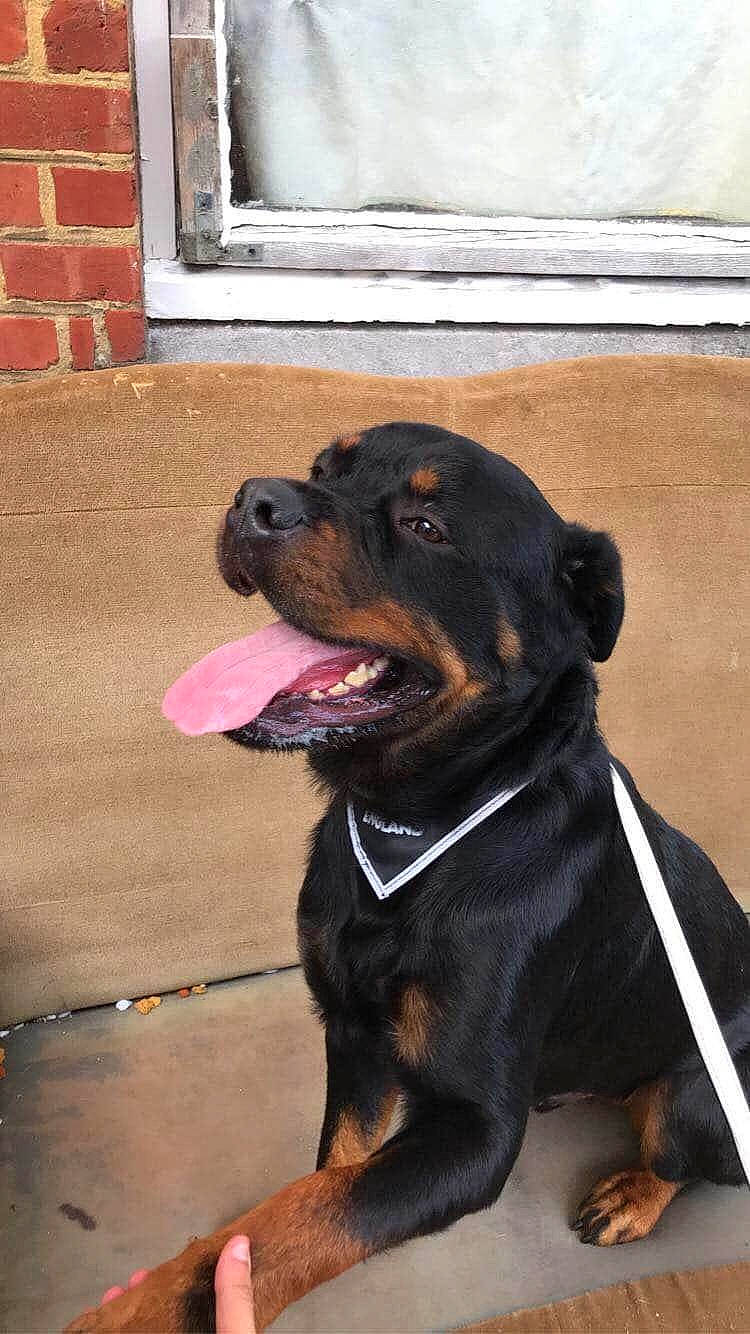 Kaïra a rejoint le concours — aidez-le/la à gagner de superbes lots ! brick, brickwork, carnivore, collar, companion_dog, dog, dog_breed, dog_collar, door, fur, guard_dog, leash, rottweiler, snout, sporting_group, tail, terrestrial_animal, window, working_animal, working_dog