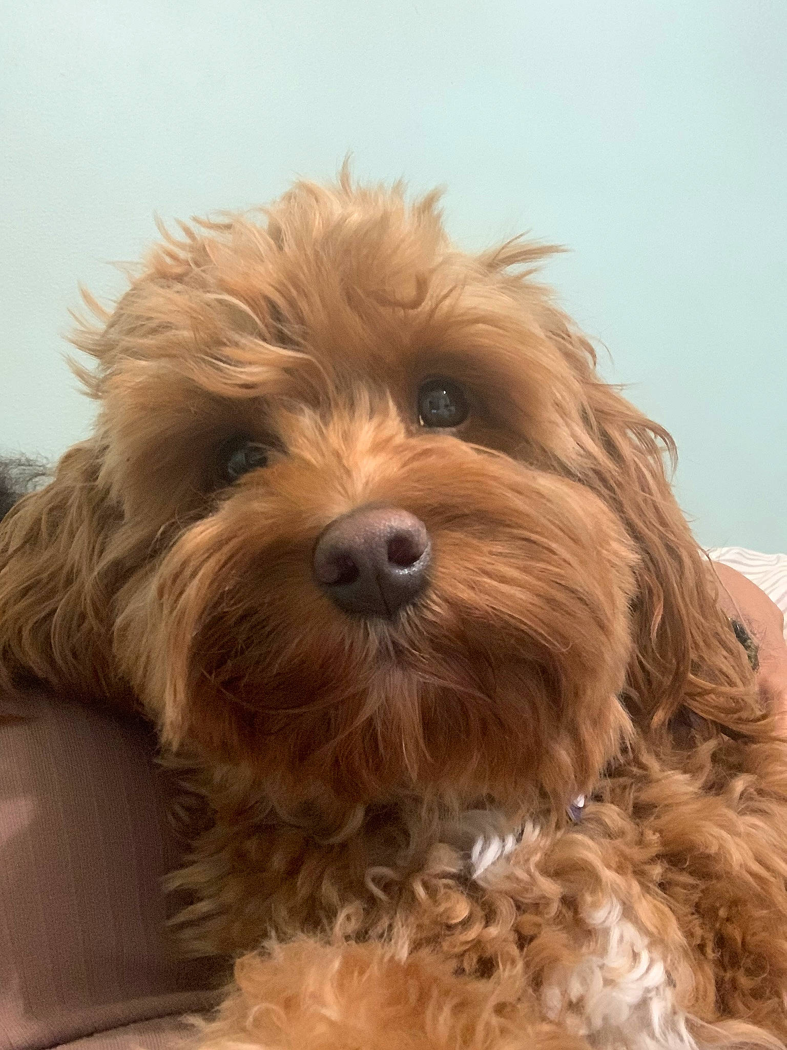 Duckie joined the competition — help win amazing prizes! canidae, carnivore, companion_dog, dog, dog_breed, fur, liver, maltepoo, puppy, small_terrier, snout, sporting_group, terrier, toy_dog, water_dog, working_animal, yorkipoo