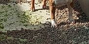 Maya participe au concours pour gagner de l'argent avec cette photo : dog, brown_dog, white_paws, outdoor, gravel, sunlight, shadow, alert, ears_up, pet, animal, standing, curious, fence, wall, daylight, canine, mammal, companion, backyard