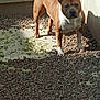 dog, brown_dog, white_paws, outdoor, gravel, sunlight, shadow, alert, ears_up, pet, animal, standing, curious, fence, wall, daylight, canine, mammal, companion, backyard