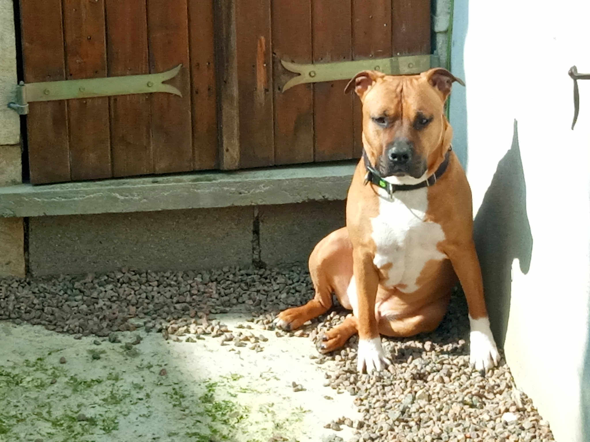 Tyson