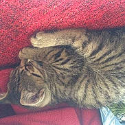 Jimmy a rejoint le concours — aidez-le/la à gagner de superbes lots !