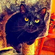 Charly participe au concours pour gagner de l'argent avec cette photo : black_cat, bright_eyes, carpet, cat, cat_tree, close_up, cozy, curious, ear, feline, fur, home_interior, indoor, paw, pet, portrait, sitting, whiskers, wood_floor, yellow_eyes