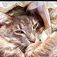 Simba participe au concours pour gagner de l'argent avec cette photo : cat, gray_tabby, close_up, cozy, lace, fabric, fluffy, whiskers, relaxed, sleepy, natural_light, pet, feline, soft_texture, indoor, fur, cute, animal, portrait, resting