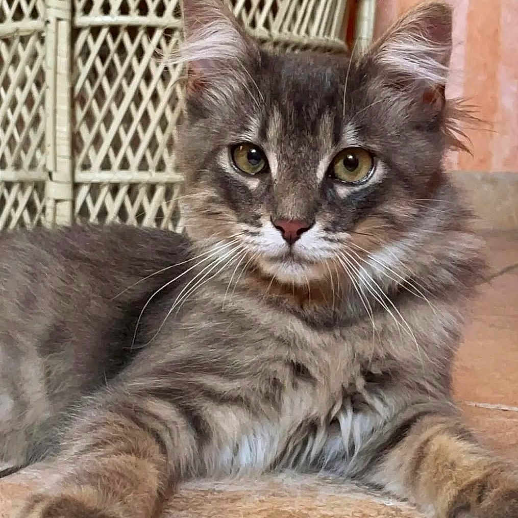Simba a rejoint le concours — aidez-le/la à gagner de superbes lots ! animal, cat, closeup, cute, domestic_cat, ears, eyes, feline, floor, fluffy, gray_cat, indoor, pet, portrait, relaxed, resting, tabby, whiskers, wicker_chair, young_cat