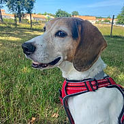Rex participe au concours pour gagner de l'argent avec cette photo : dog, canine, pet, animal, outdoor, grass, harness, white_fur, brown_fur, black_fur, ears, snout, happy, nature, daylight, trees, sky, houses, fence, portrait