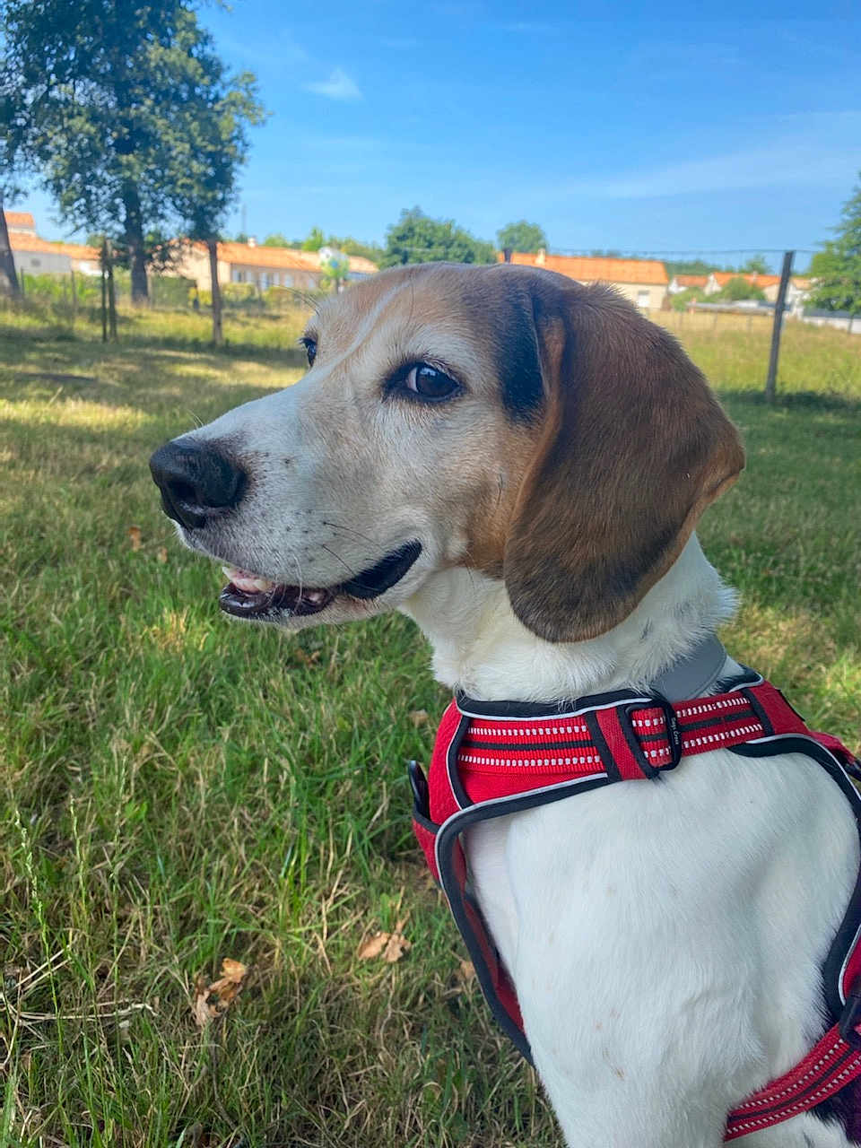 Rex participe au concours pour gagner de l'argent avec cette photo : dog, canine, pet, animal, outdoor, grass, harness, white_fur, brown_fur, black_fur, ears, snout, happy, nature, daylight, trees, sky, houses, fence, portrait