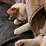 cat, sleeping, blanket, paws, pink_paw_pads, cozy, resting, fur, whiskers, soft, indoor, pet, cute, relaxation, mammal, animal, bed, comfort, feline, nap