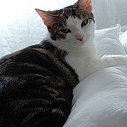 Maya participe au concours pour gagner de l'argent avec cette photo : cat, tabby, white_pillow, indoor, pet, relaxed, feline, fur, animal, resting, closeup, soft_light, window, curtain, cozy, cute, whiskers, ears, sleepy, comfort