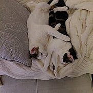 Maya a rejoint le concours — aidez-le/la à gagner de superbes lots ! animal, blanket, cat, cats, companion, cozy, cute, domestic_animal, feline, fur, indoor, pet, pillow, relaxation, resting, sleeping, snuggling, soft, tabby, white_cat