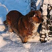 Naya participe au concours pour gagner de l'argent avec cette photo : dog, snow, outdoor, winter, fur, animal, nature, cold, snowy, pet, mammal, brown, canine, forest, fence, daylight, landscape, quiet, wintertime, snowcovered