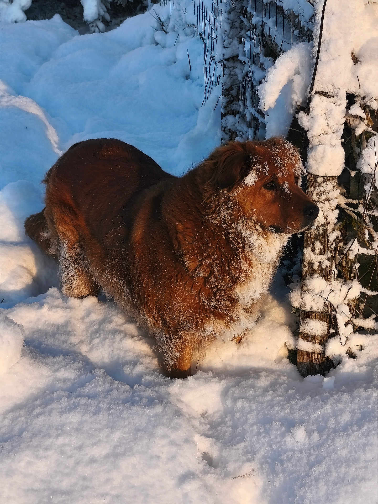 Naya participe au concours pour gagner de l'argent avec cette photo : dog, snow, outdoor, winter, fur, animal, nature, cold, snowy, pet, mammal, brown, canine, forest, fence, daylight, landscape, quiet, wintertime, snowcovered