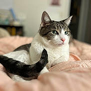 Buffy joined the competition — help win amazing prizes! animal, bed, blanket, cat, comfortable, cozy, cute, domestic_animal, feline, fur, green_eyes, indoor, pet, relaxed, resting, soft, tabby, tail, whiskers, white_fur