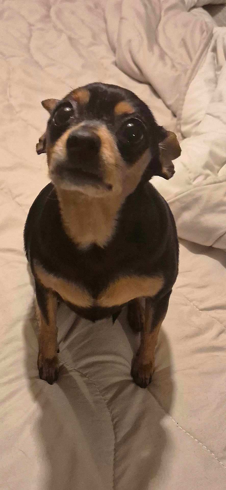 Jiji